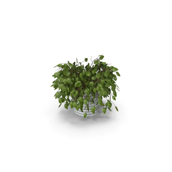 House Plant